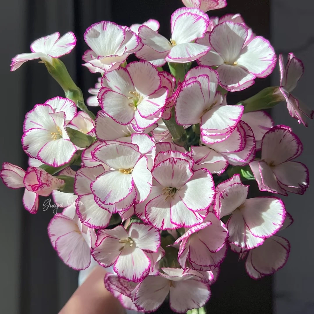 缇娜多头康乃馨稀有品质20枝