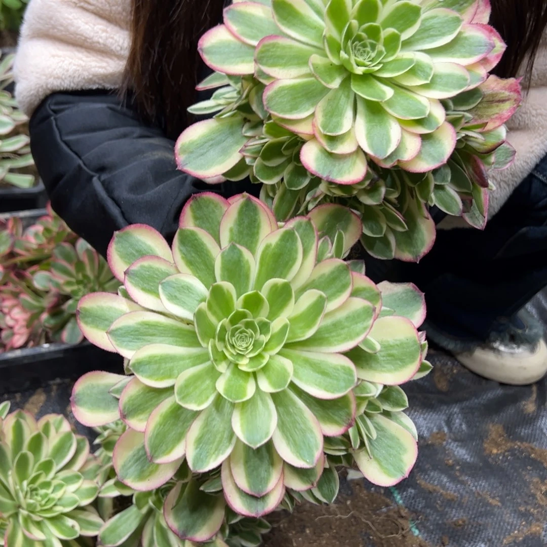 261玉姿多肉 18.8多肉一颗