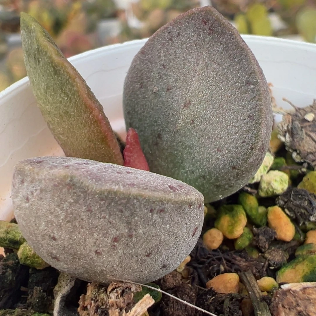 银波粉蛋大苗多肉植物水泡