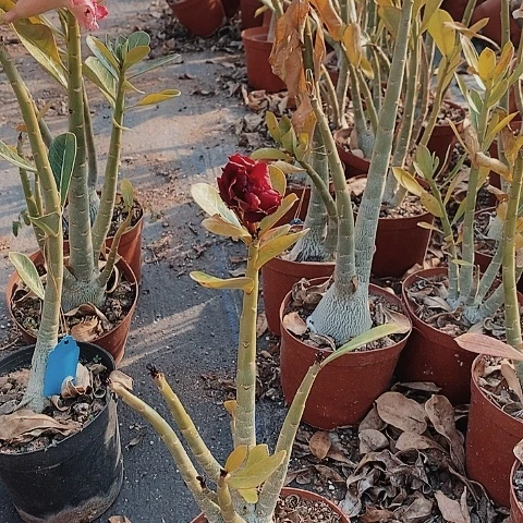 【闪购商品】*‍****绿植