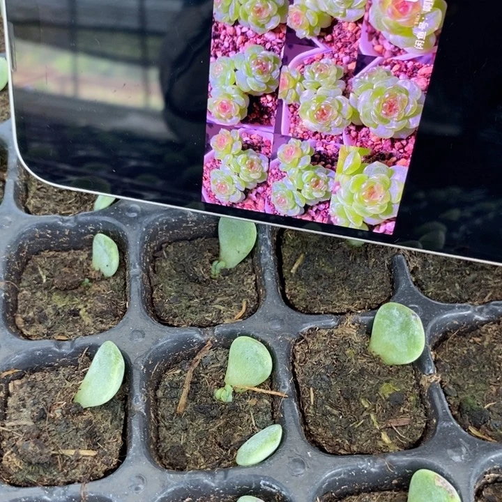 希米鹿1芽苗一个多肉