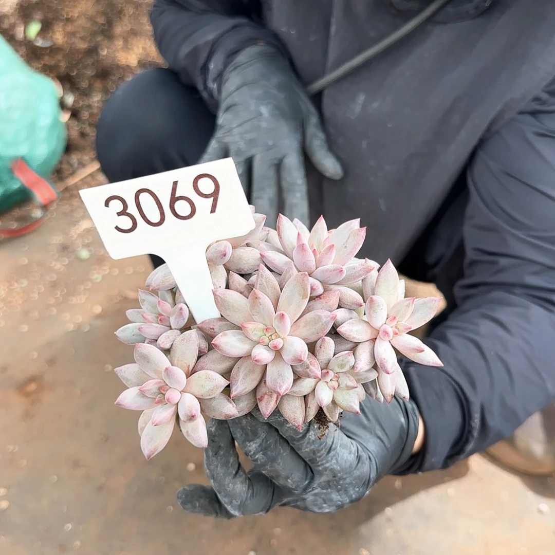 车厘子群  3069号