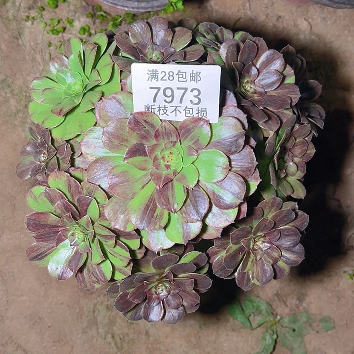7973花月夜多肉植物