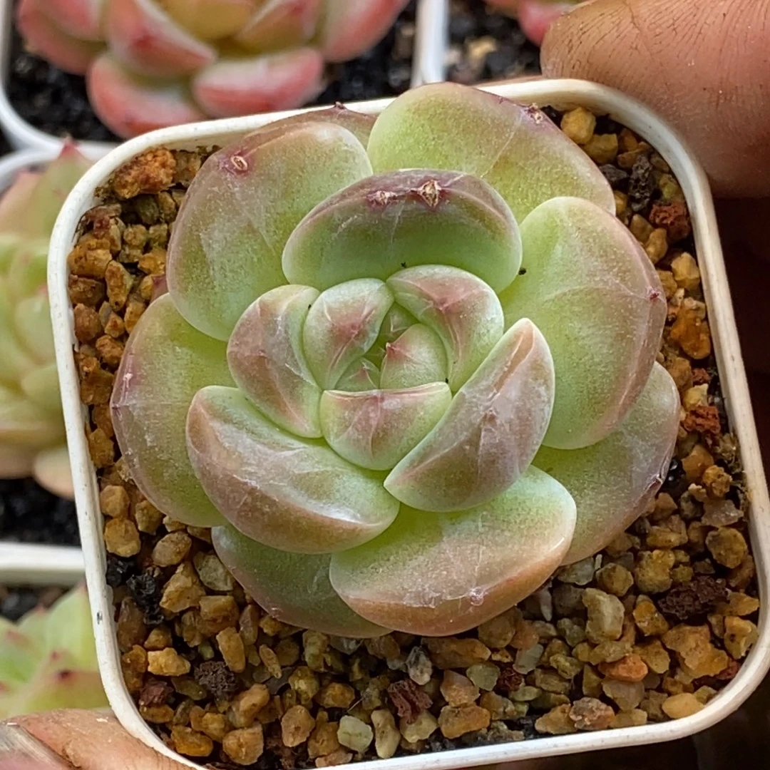 天官赐福百无禁忌