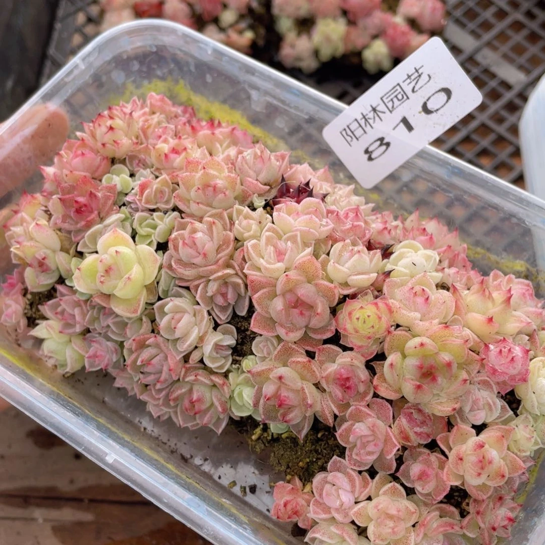 多肉植物多肉植物810