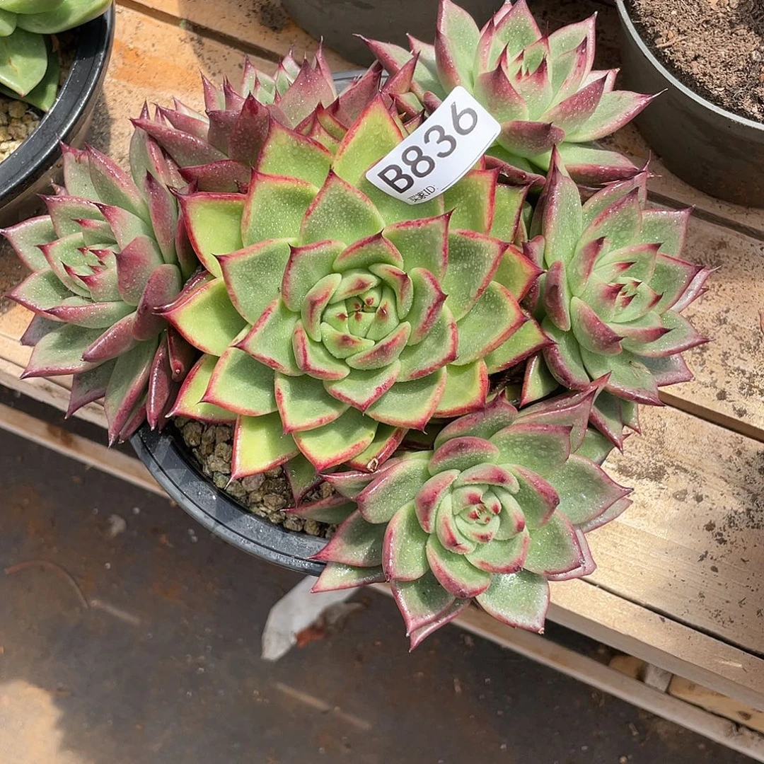 若如东云单拍B836