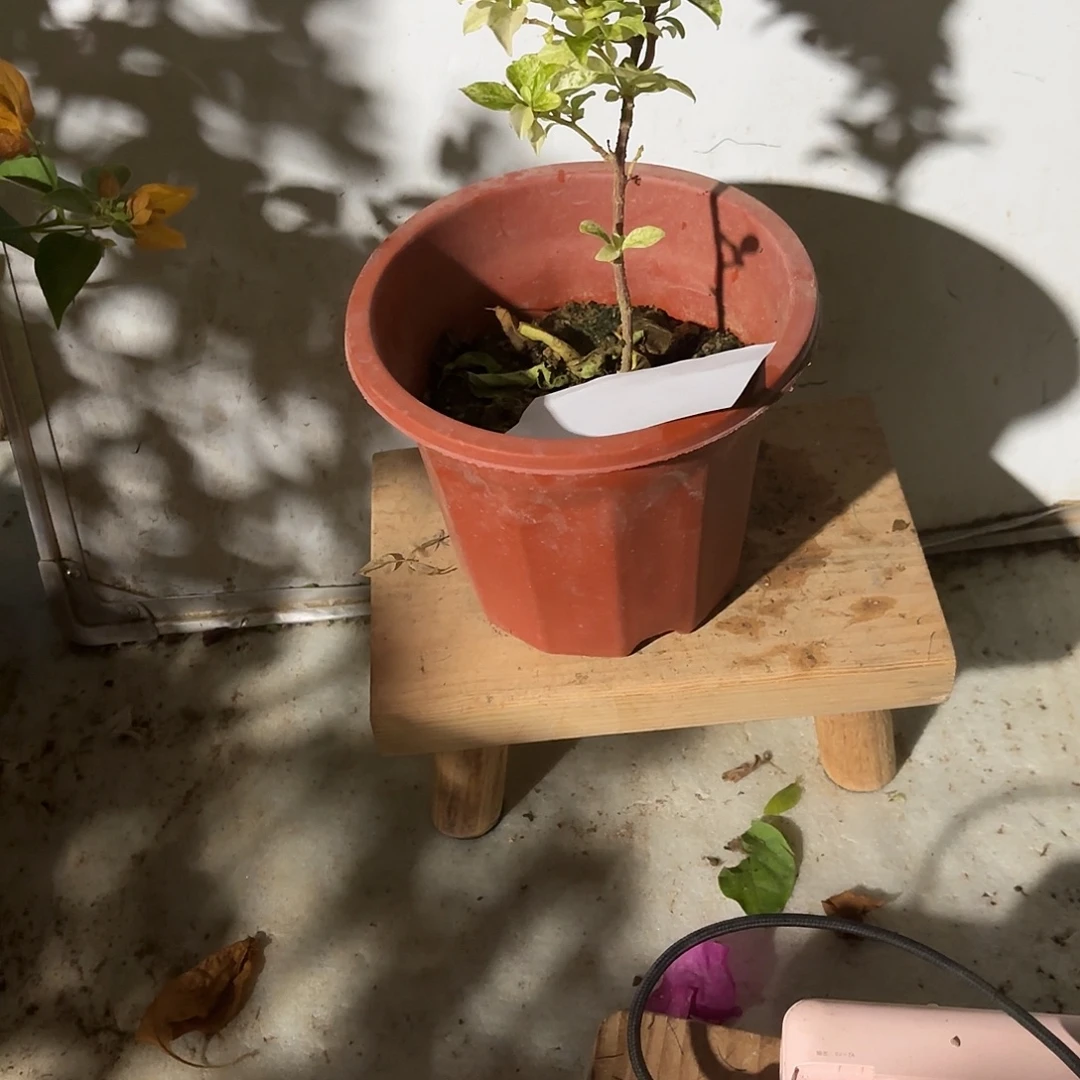 七***一当前无花栽培后可以开花英达不包活