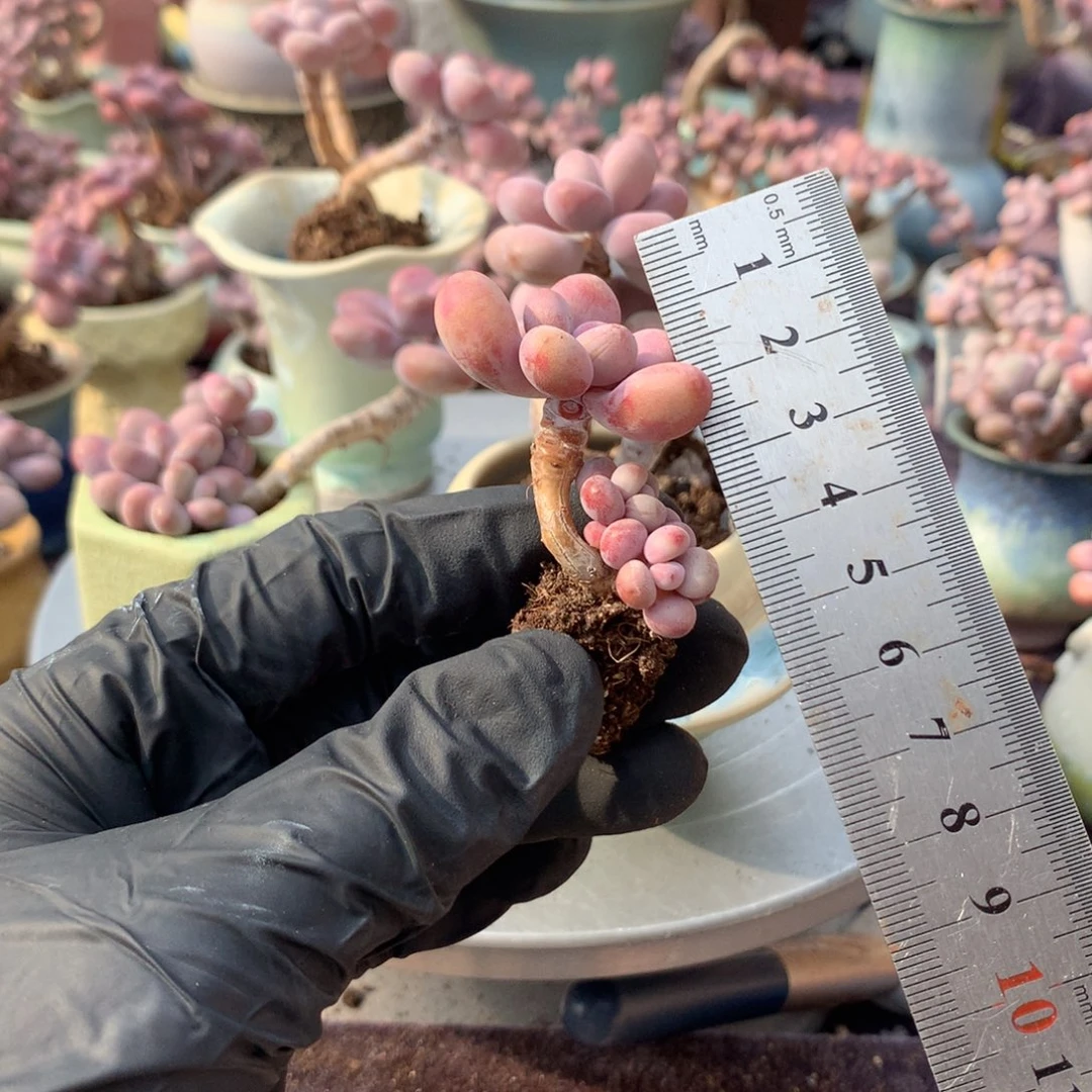 咬***奴25号带盆偏远地区不包邮的