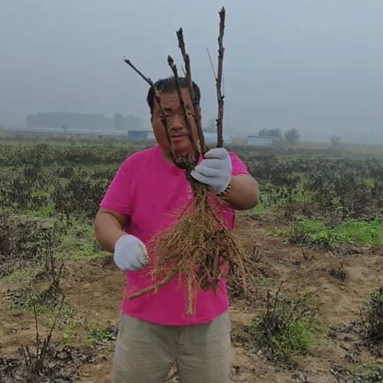 无花朵67号     花王