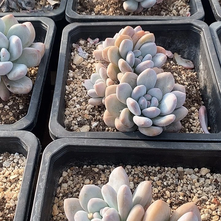 135香水 大群福利活动