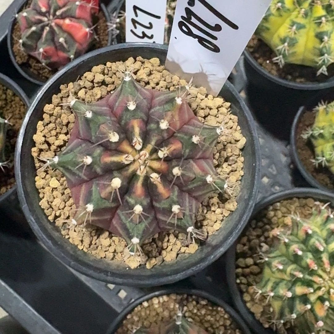 L218-1122广东发货 cipia b