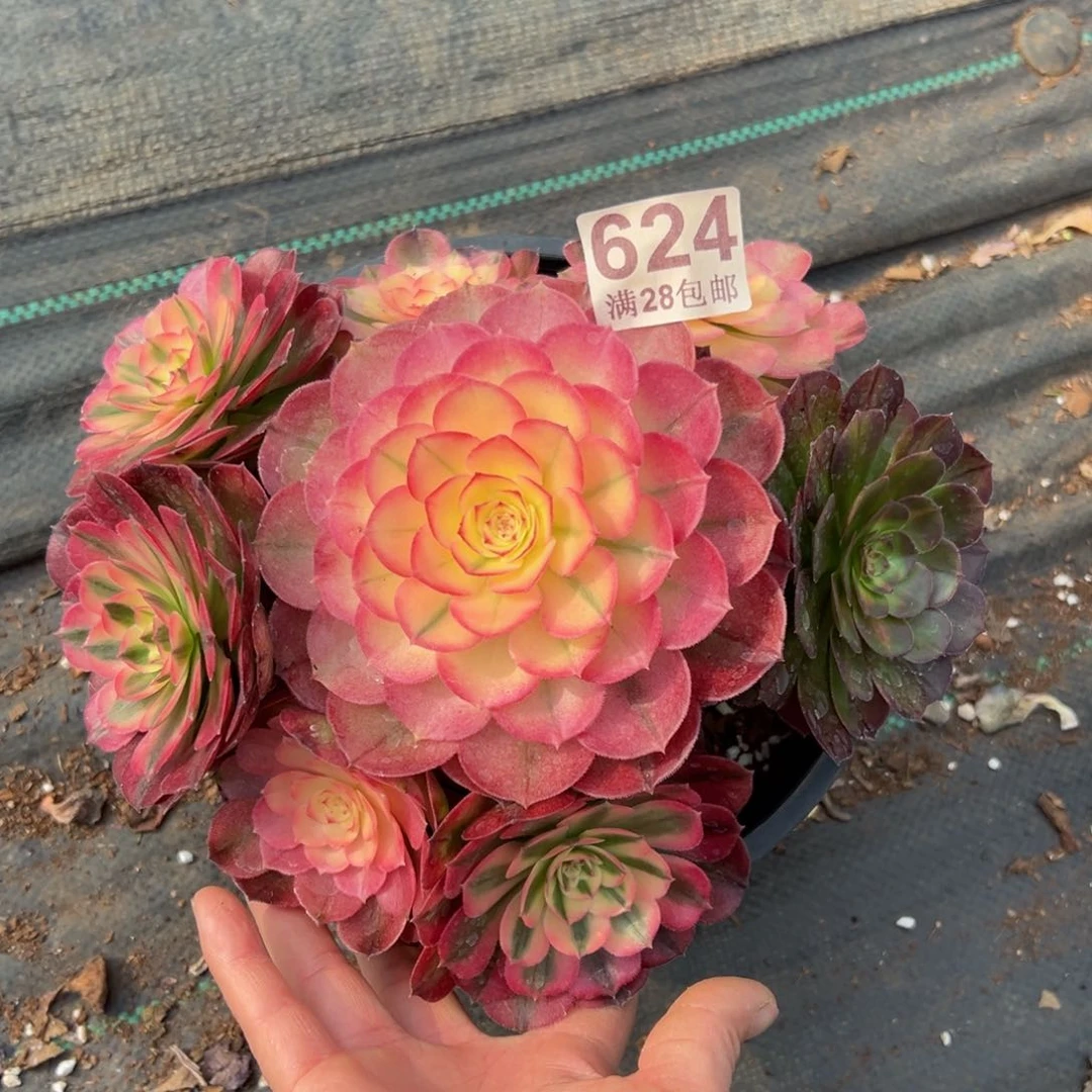 多肉植物624荔枝