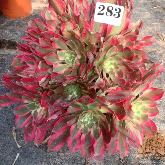 多肉植物女巫283