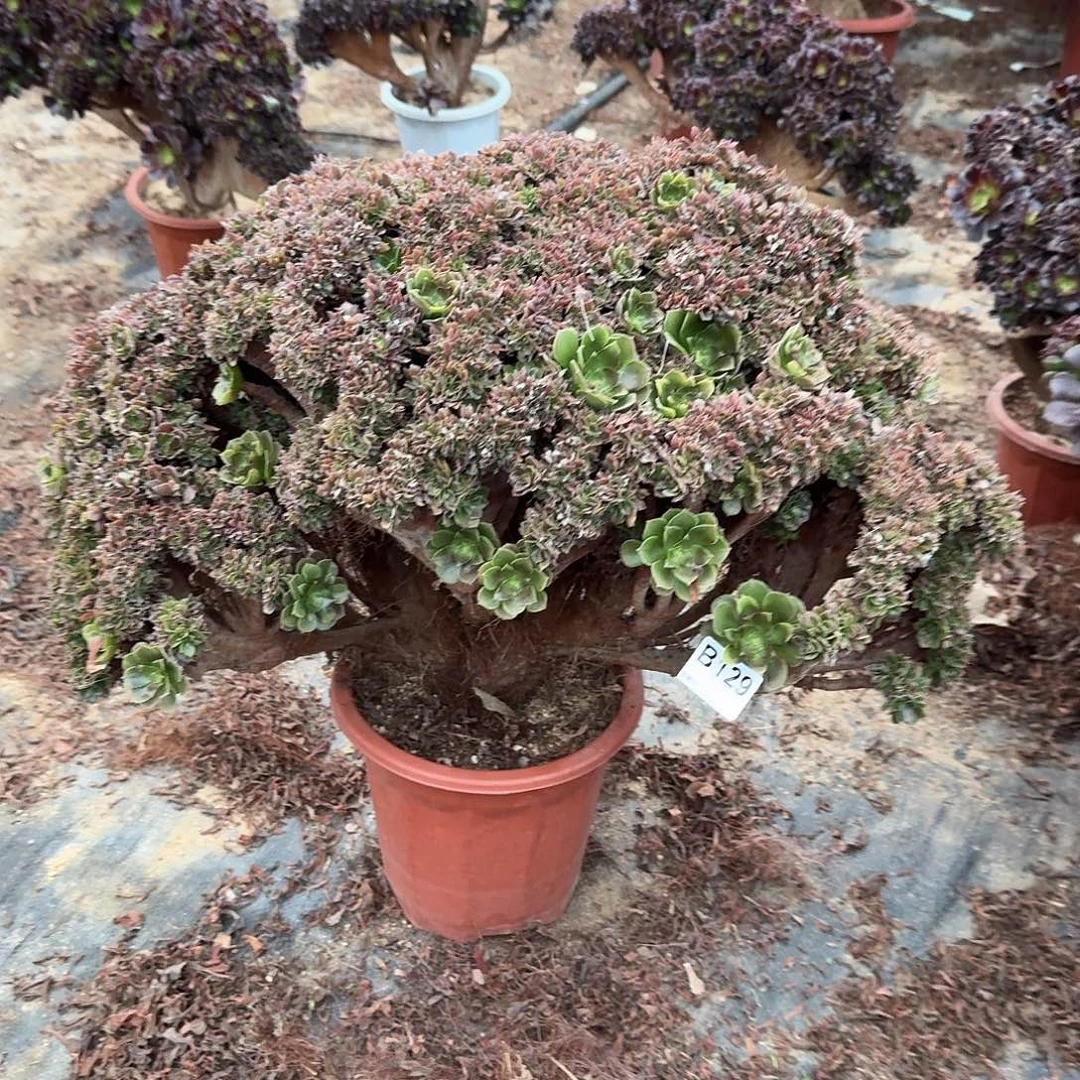 129玫瑰有伤一颗呀呀70官府