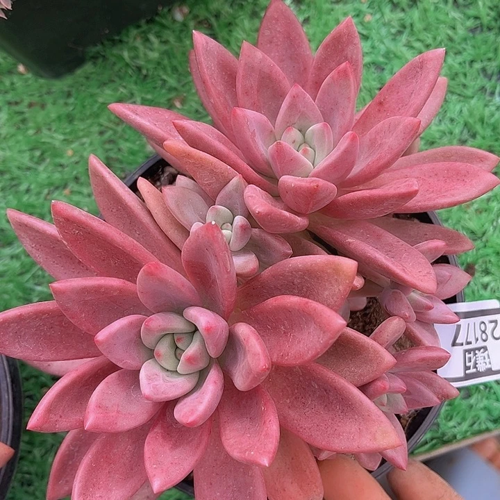 赫菲虞28177多肉植物