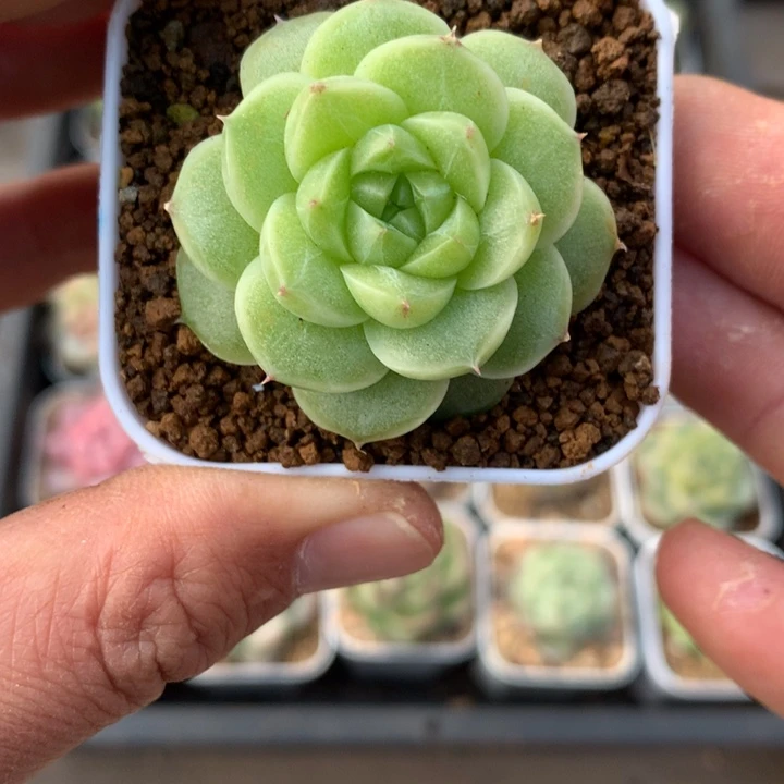 绿体。   绿心 麦秆。     38号