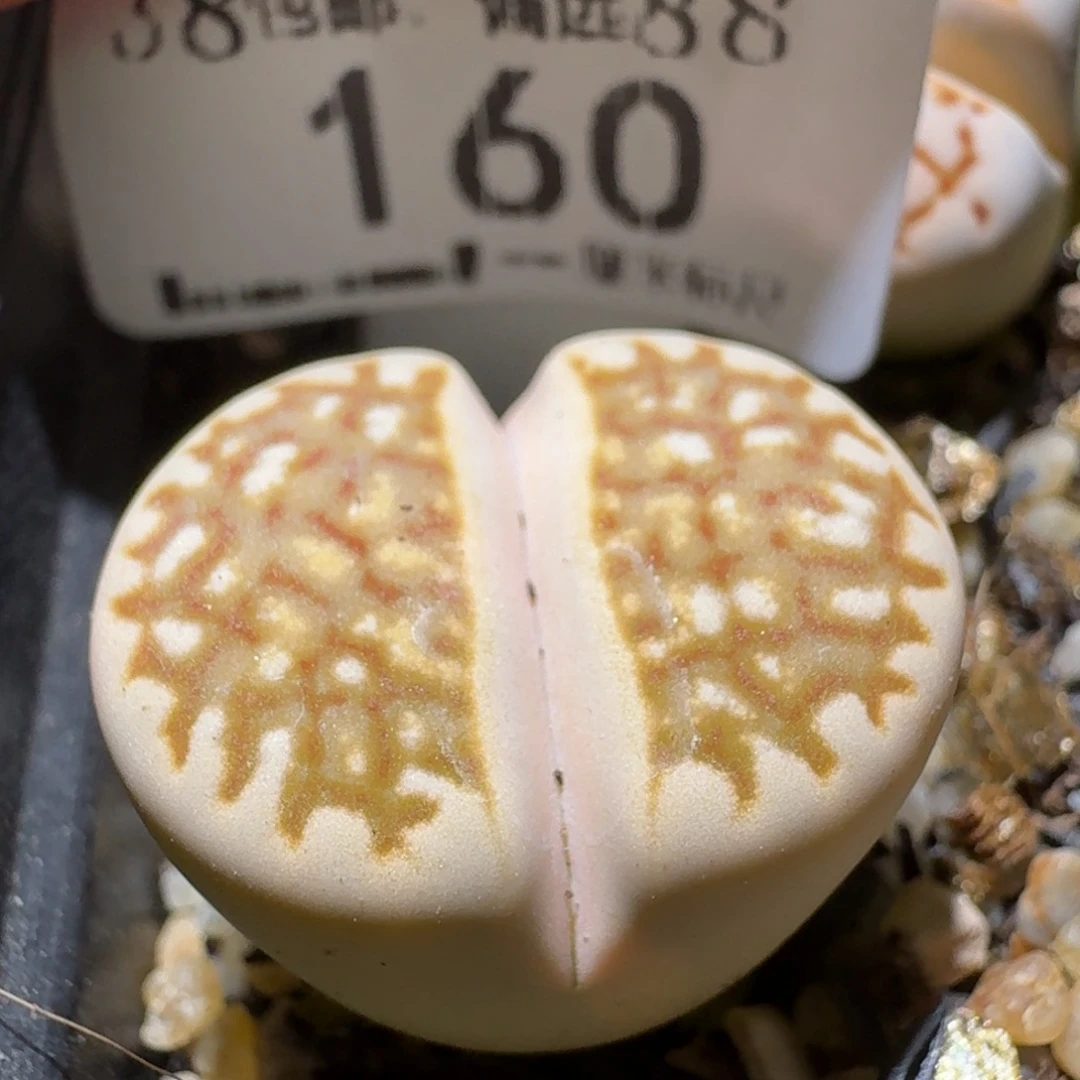 Ssss清货价便宜出160