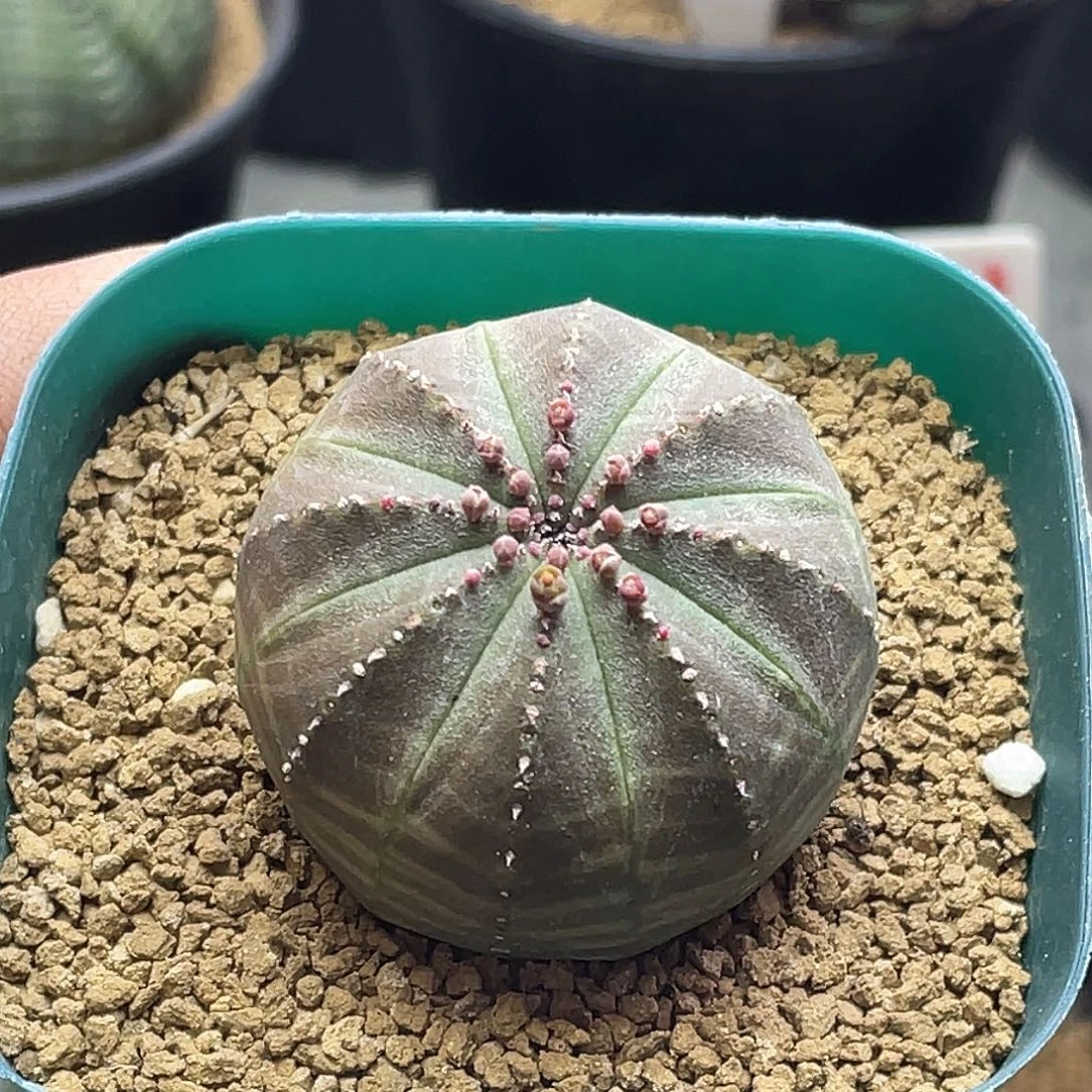 实生欧系布纹球 带盆土包邮