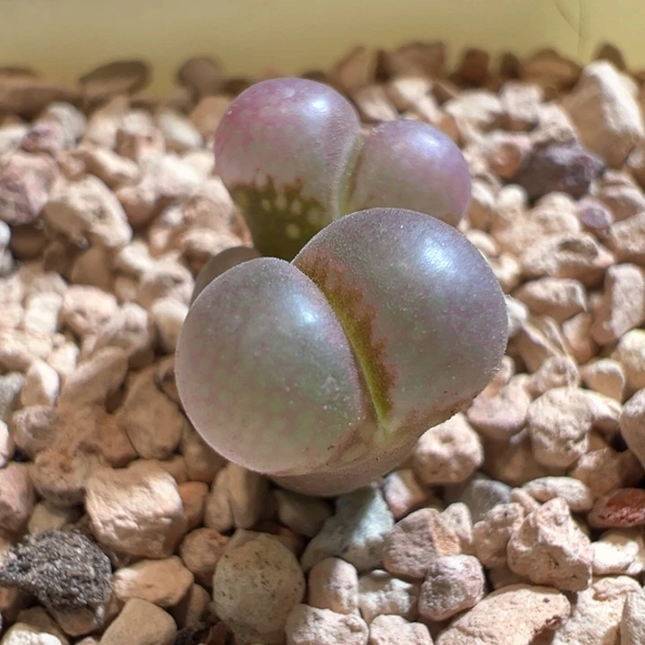 824。1802.1。坠化福利。 紫烟豆豆