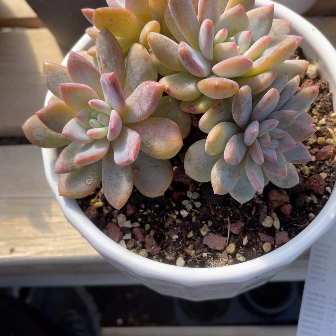 2702  雪芙蓉 六月六