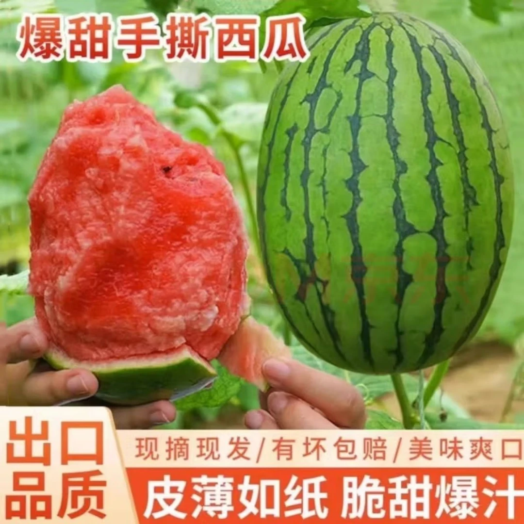 【甘肃沙漠小糖丸西瓜】巴掌小西瓜头茬袖珍纸皮西瓜皮薄肉脆小糖丸