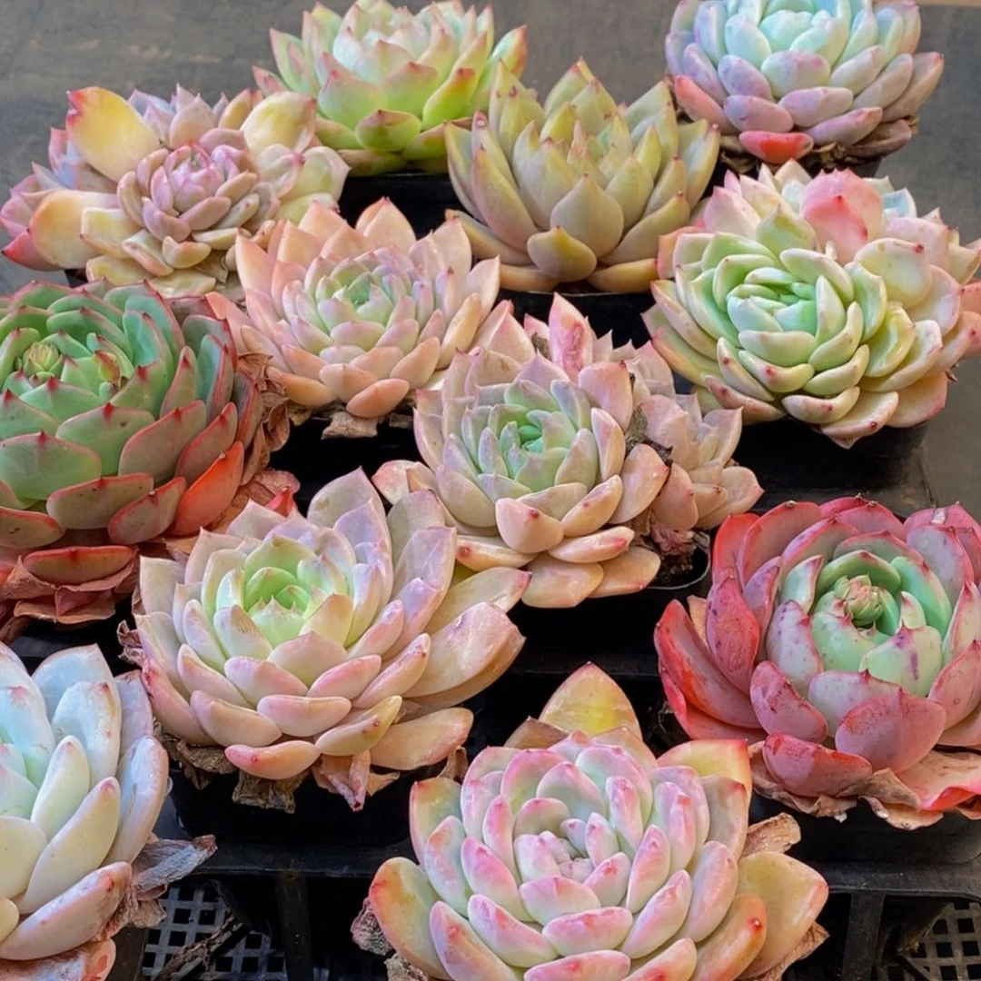482多肉植物保护研究所所长助理研究员