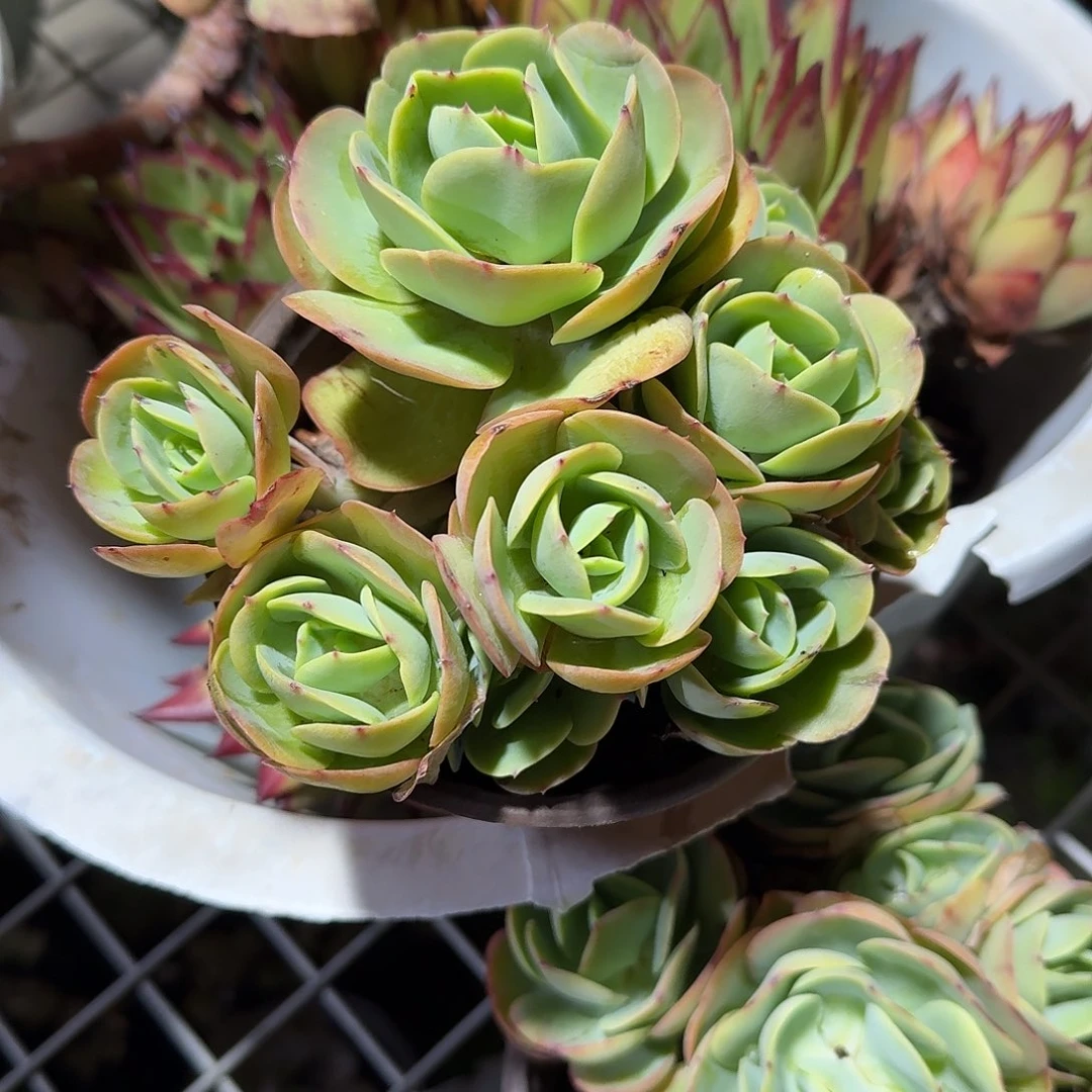 碧桃仙子多肉植物
