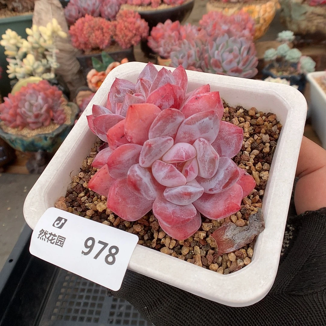978雪天使多肉植物66666