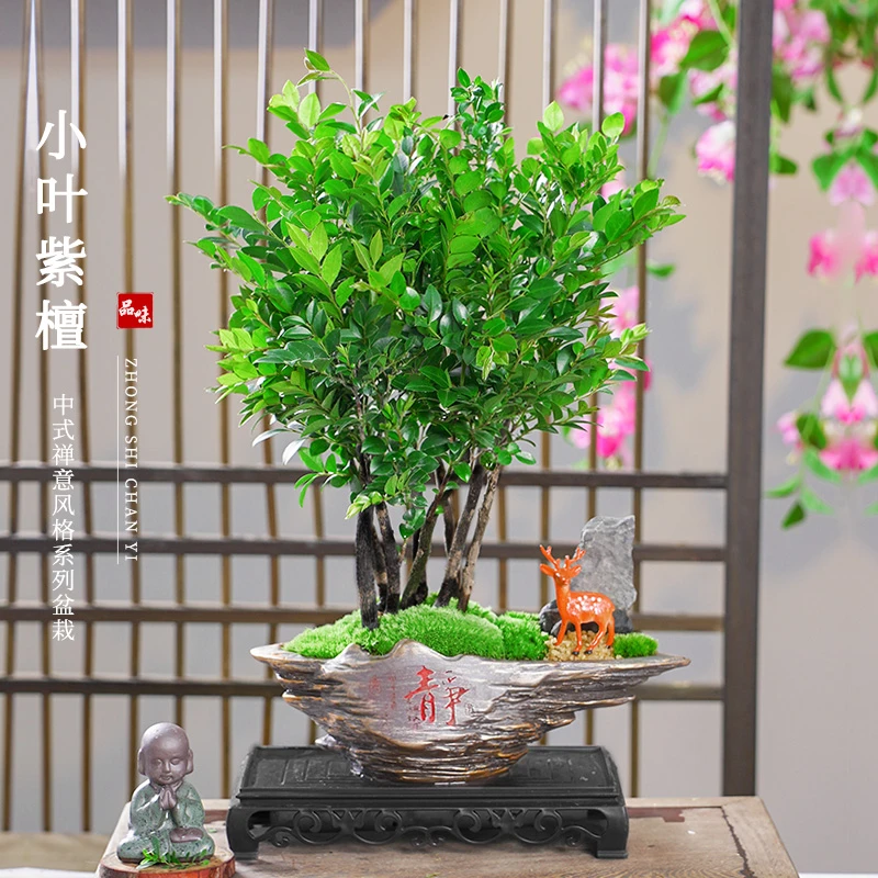 静字丛林款老桩小叶紫檀净化空气观叶盆栽绿植桌面观景盆景5年