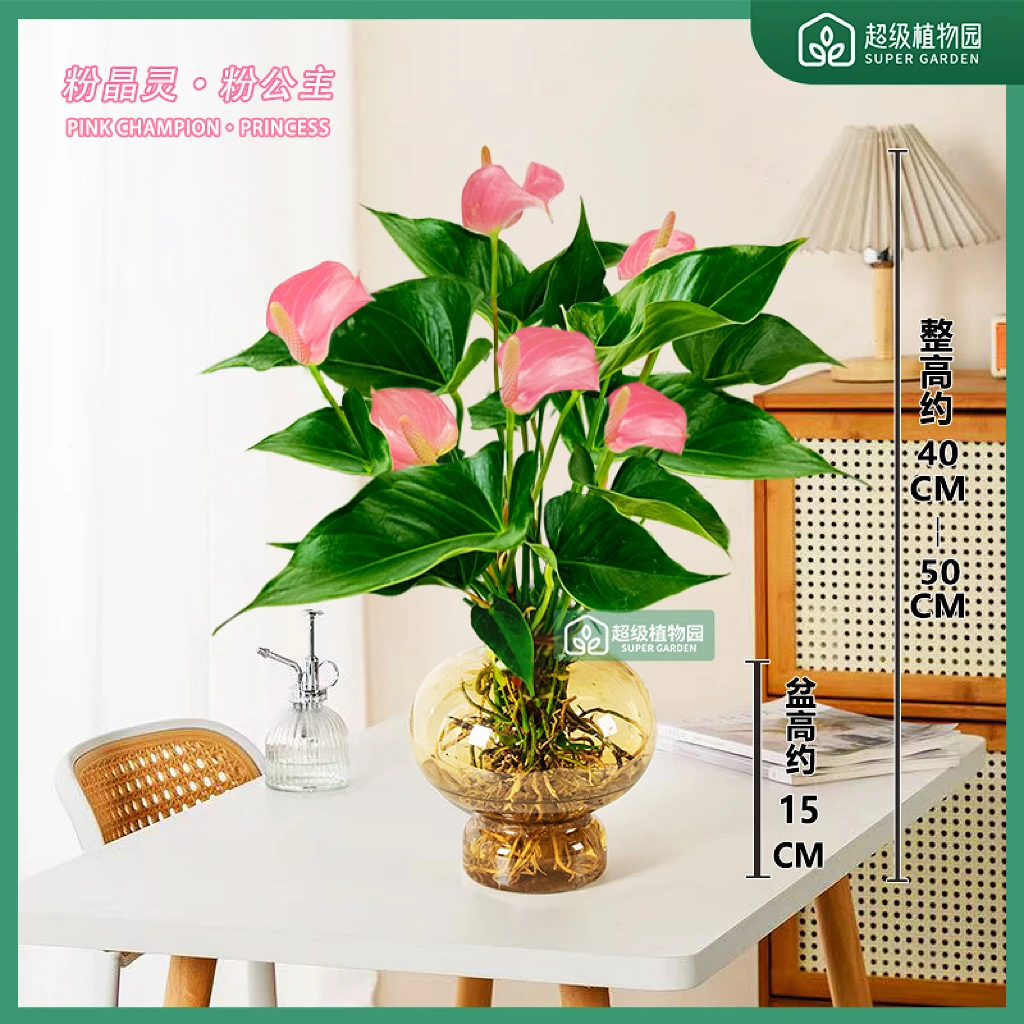 【带花发货】粉色掌粉精灵水培盆栽室内客厅办公室花卉绿植40-50cm