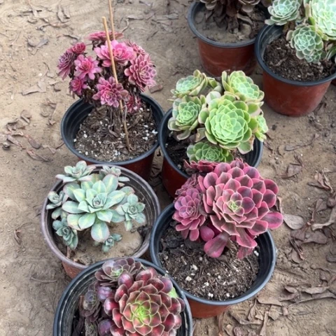 123多肉植物组合，