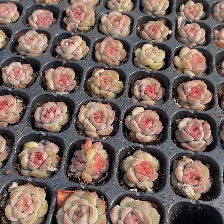 小珍妮1.5带土发货