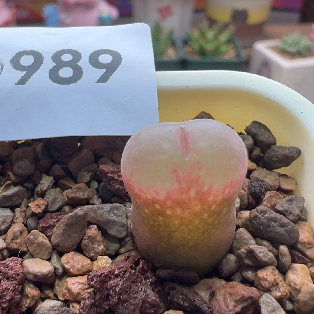 991。优选紫流沙……