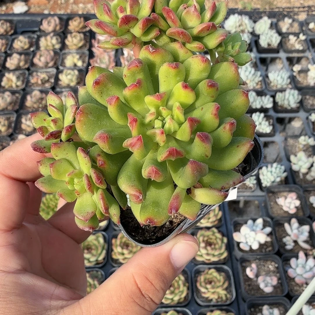 359八公分小灯笼满20包邮