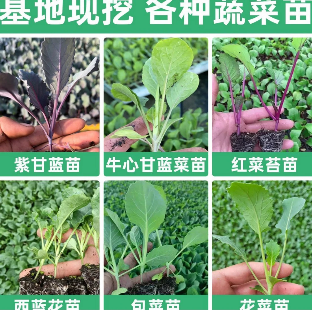 耐寒高产有机花菜白花菜秧苗带土球四季可种阳台庭院适用