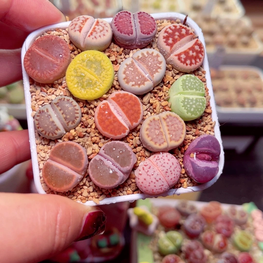 23号带盆盆包邮发货