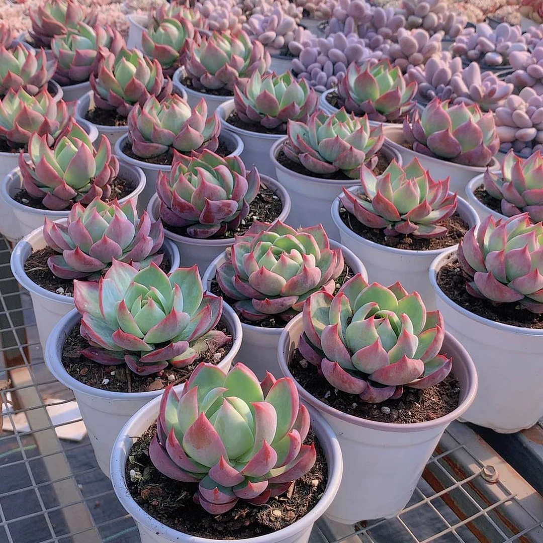 惊鸿炸叶2356788900000