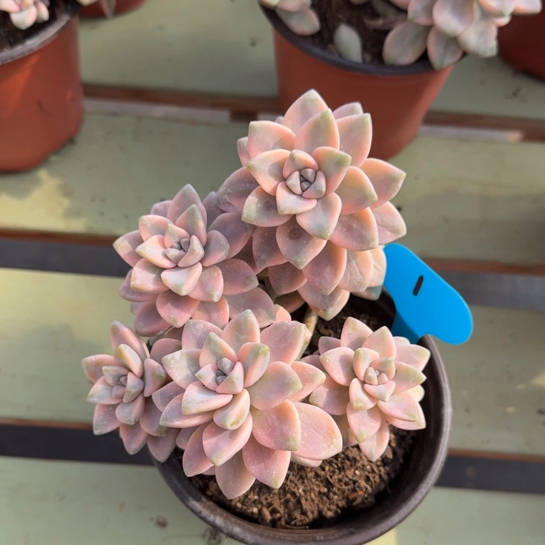 2***9美杏锦锦上园艺一物一拍