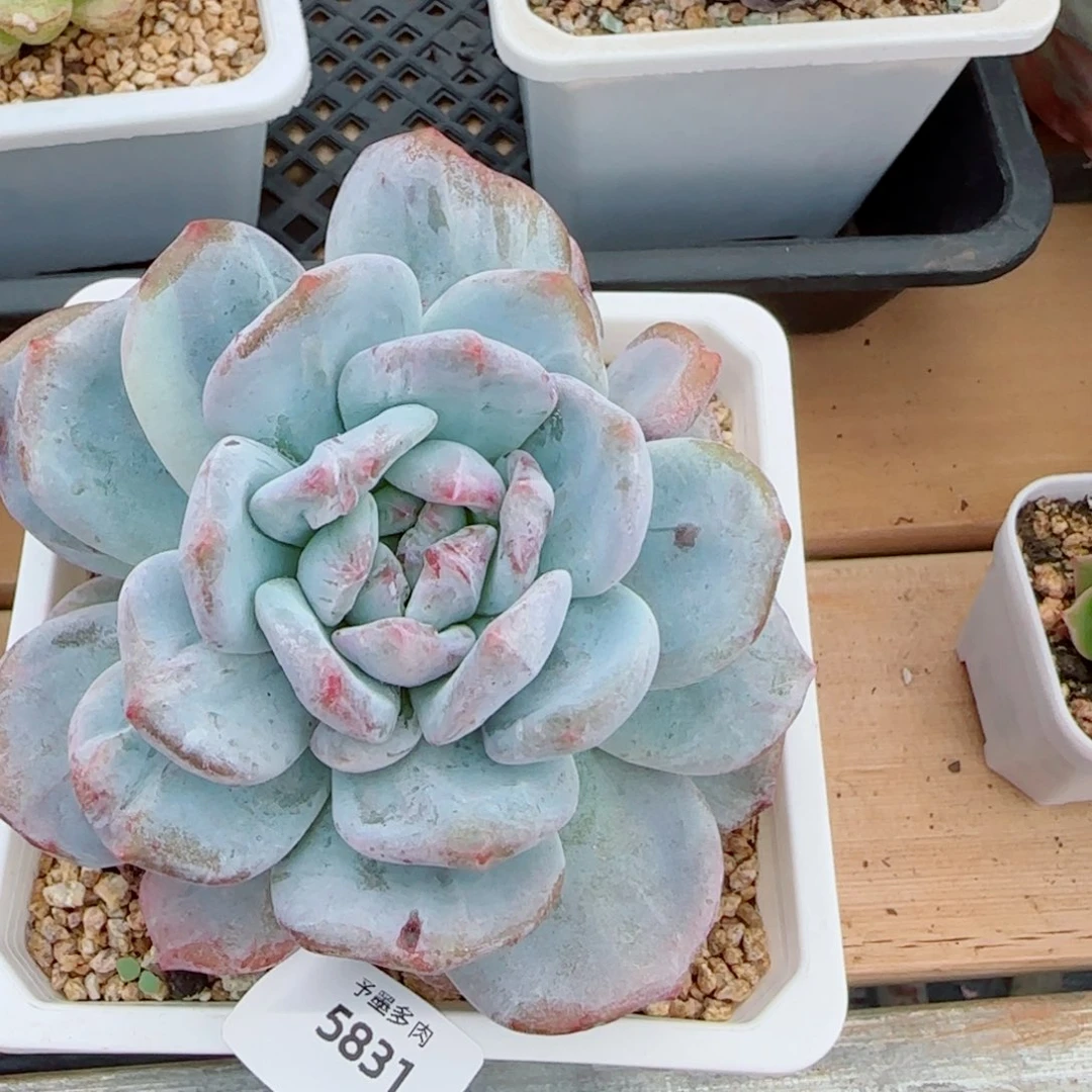 星影石化，5831多肉植物