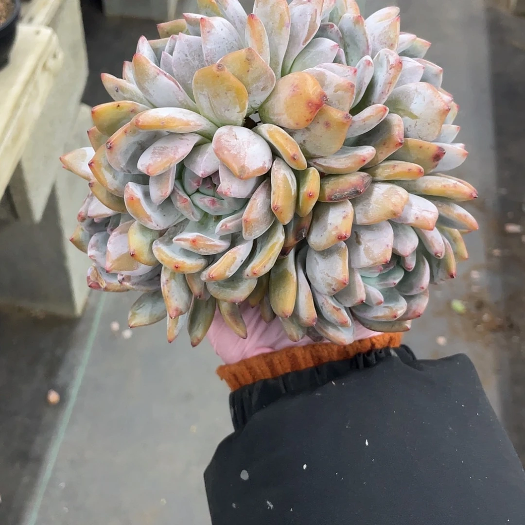 6头超粗腿星影朵缀
