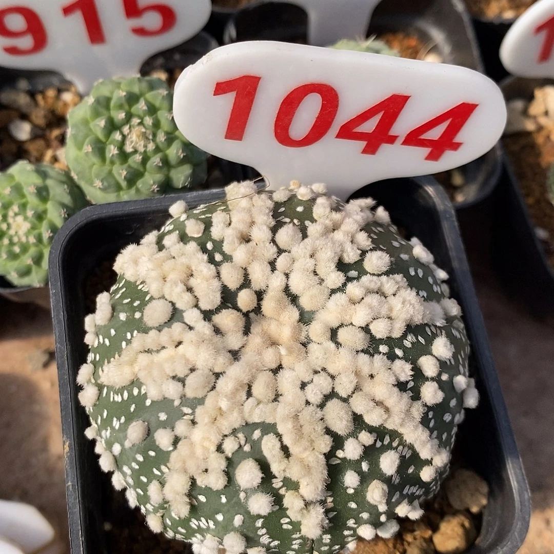 1044花园兜系列产品