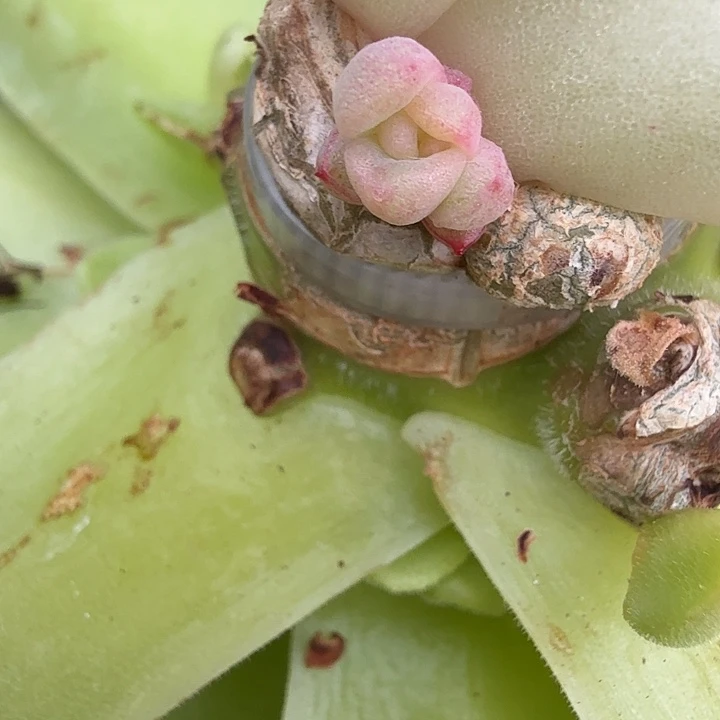 梧***下黑橙锦多肉锦植物