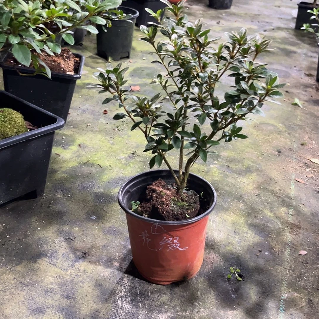 皋月杜鹃单瓣花缀