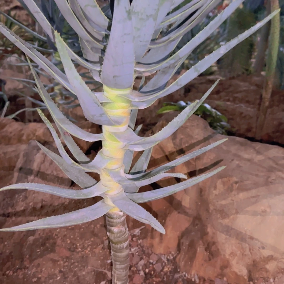 阿***。块根植物块根植物