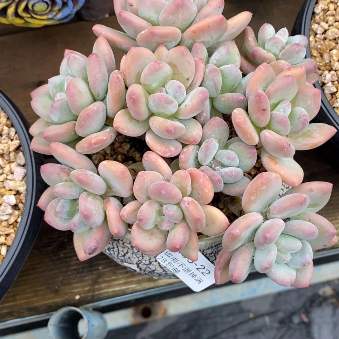 22号多肉大群漂亮