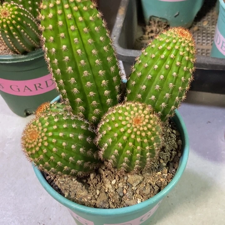 千***竹仙人球金五群一物一拍带盆土