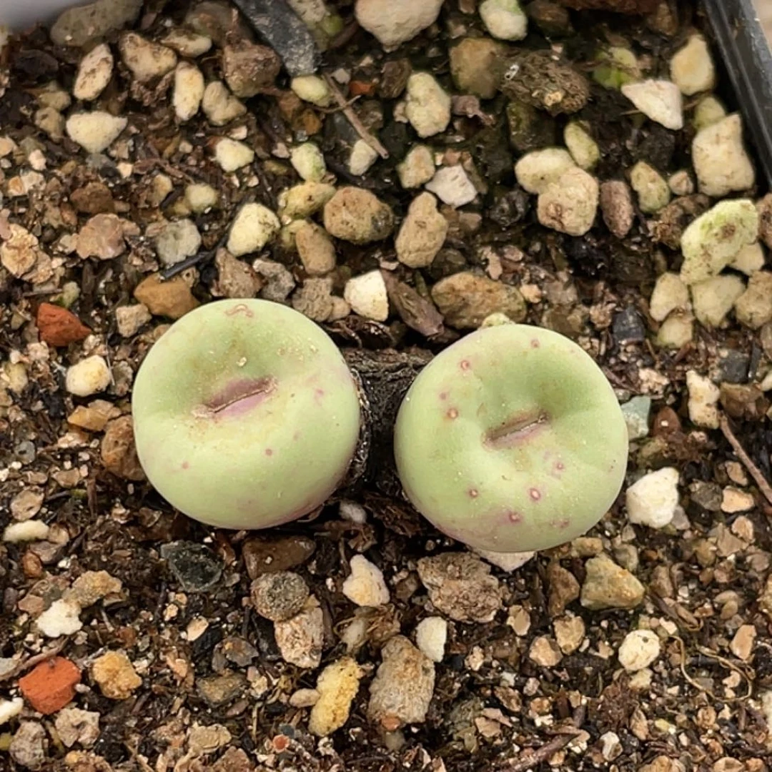22-60嘴多肉植物肉锥