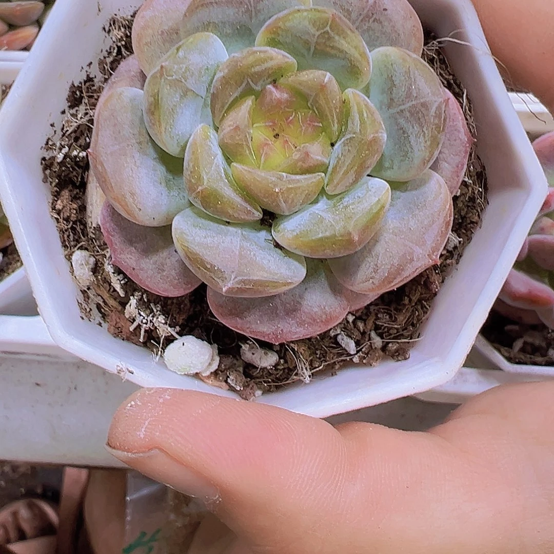 糖葫芦9.9包邮多肉