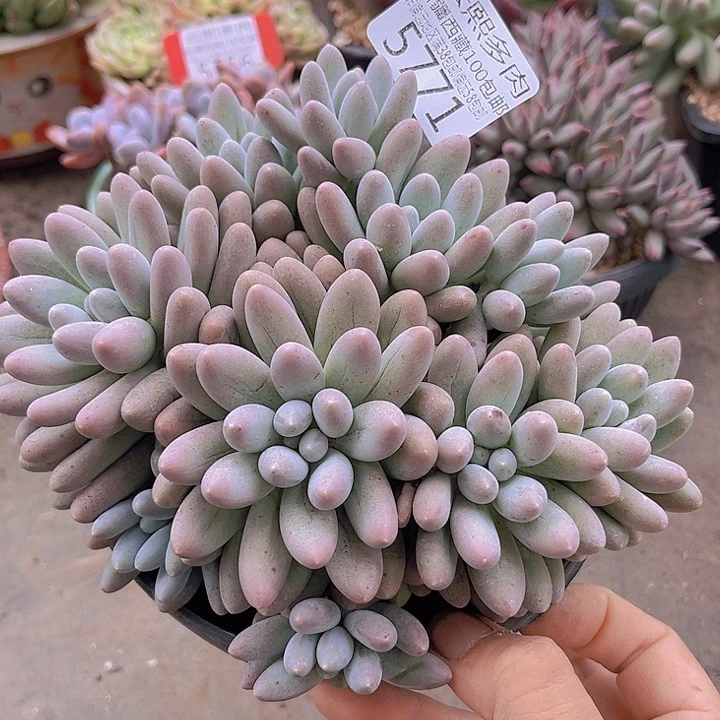 5771汤圆。