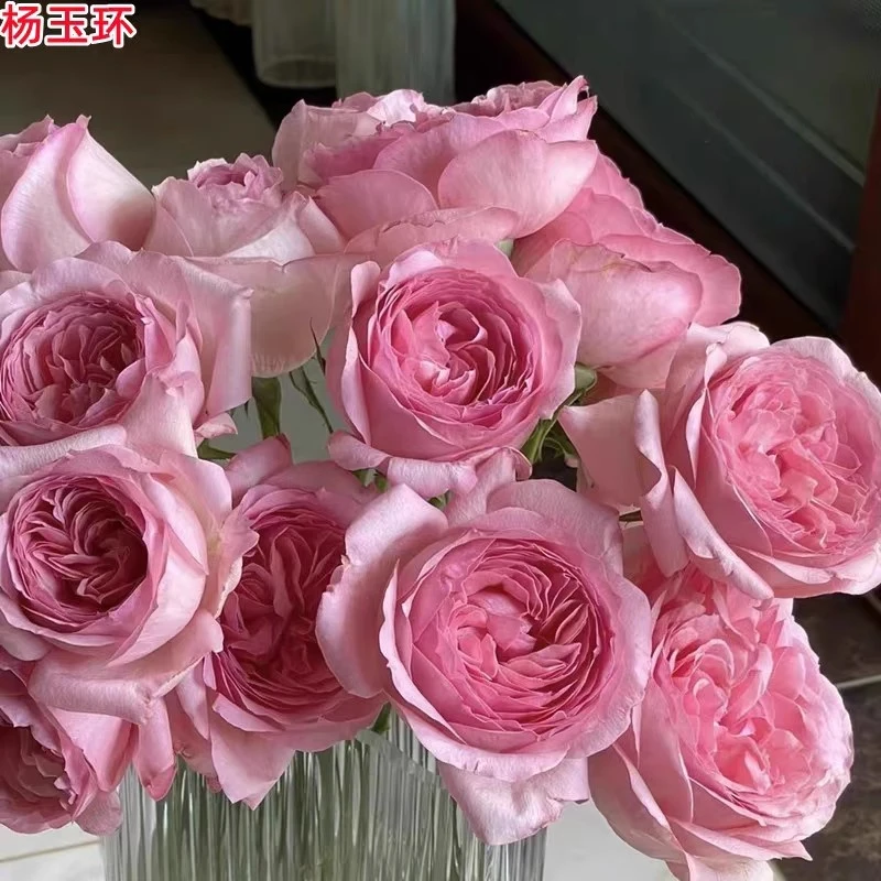 【3棵包邮】杨玉环月季苗大花浓香庭院阳台盆栽四季开花扦插玫瑰